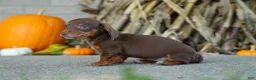 Miniature Dachshund dogs for sale:  Zoey🎀 - Ad 6