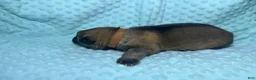 German Shepherd dogs for sale: Daisy - Ad 15