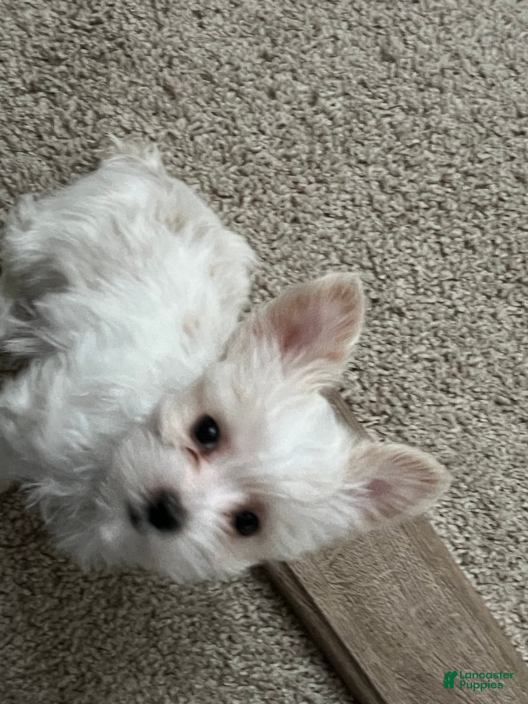 Yorkshire Terrier dogs for sale: Yorkshire Terrier Puppy 1 - Ad 3