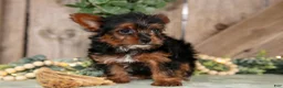 Yorkshire Terrier dogs for sale: Tessie - Ad 2