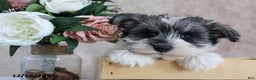 Miniature Schnauzer dogs for sale: Potter - Ad 4