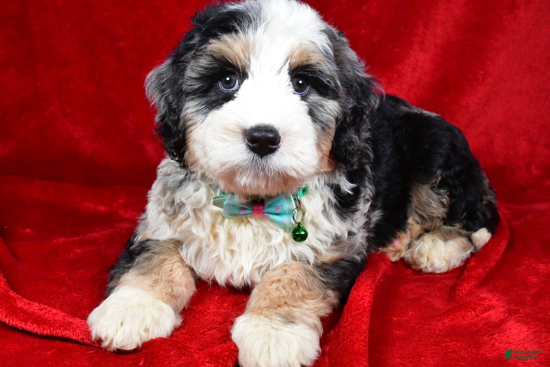 Mixed Breed dogs for sale: Chester - Ad 1