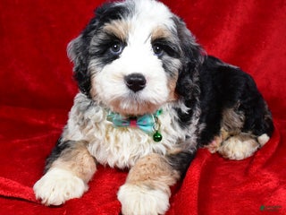 Mixed Breed dogs Chester - Ad 16