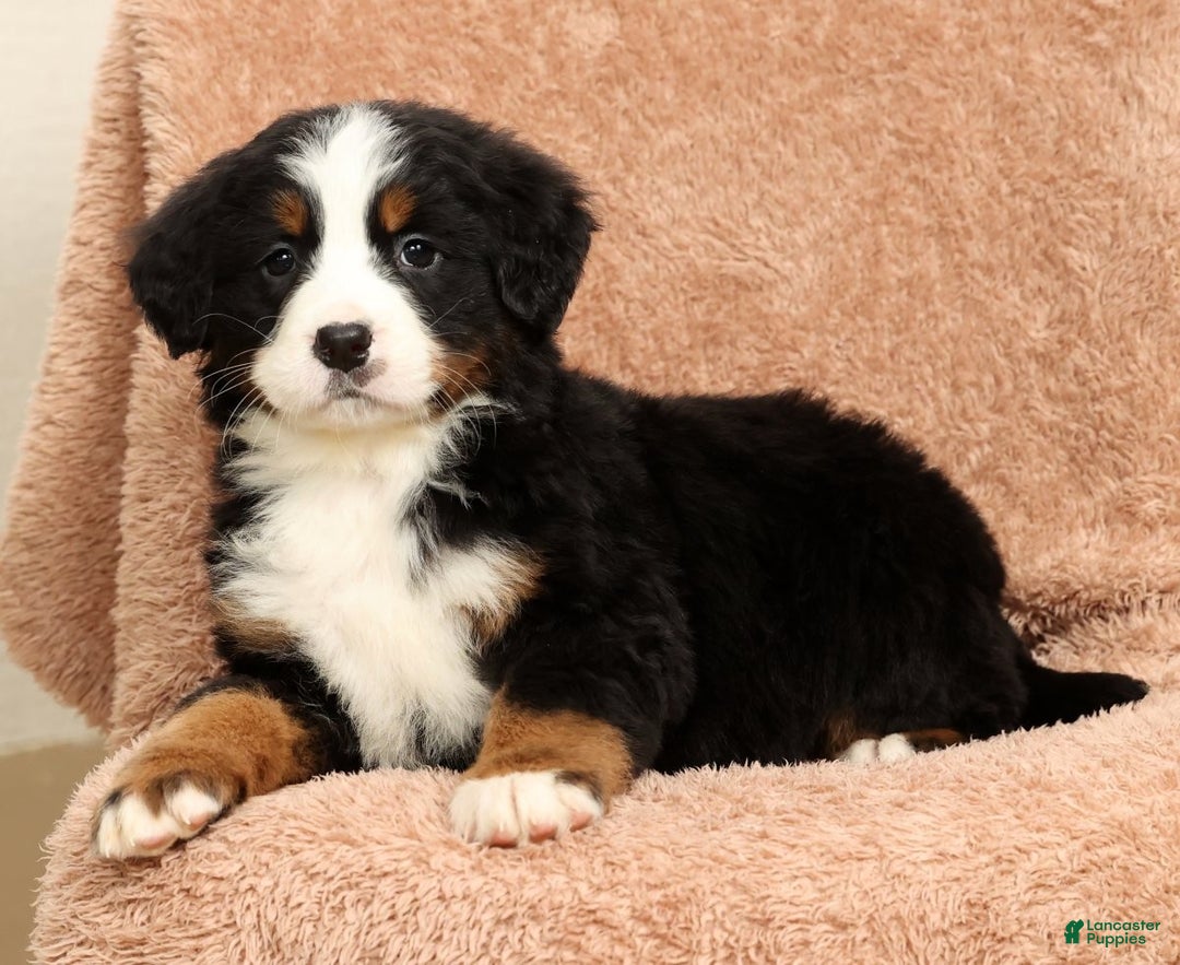 Bernese Mountain Dog dogs for sale: Piper - Ad 6