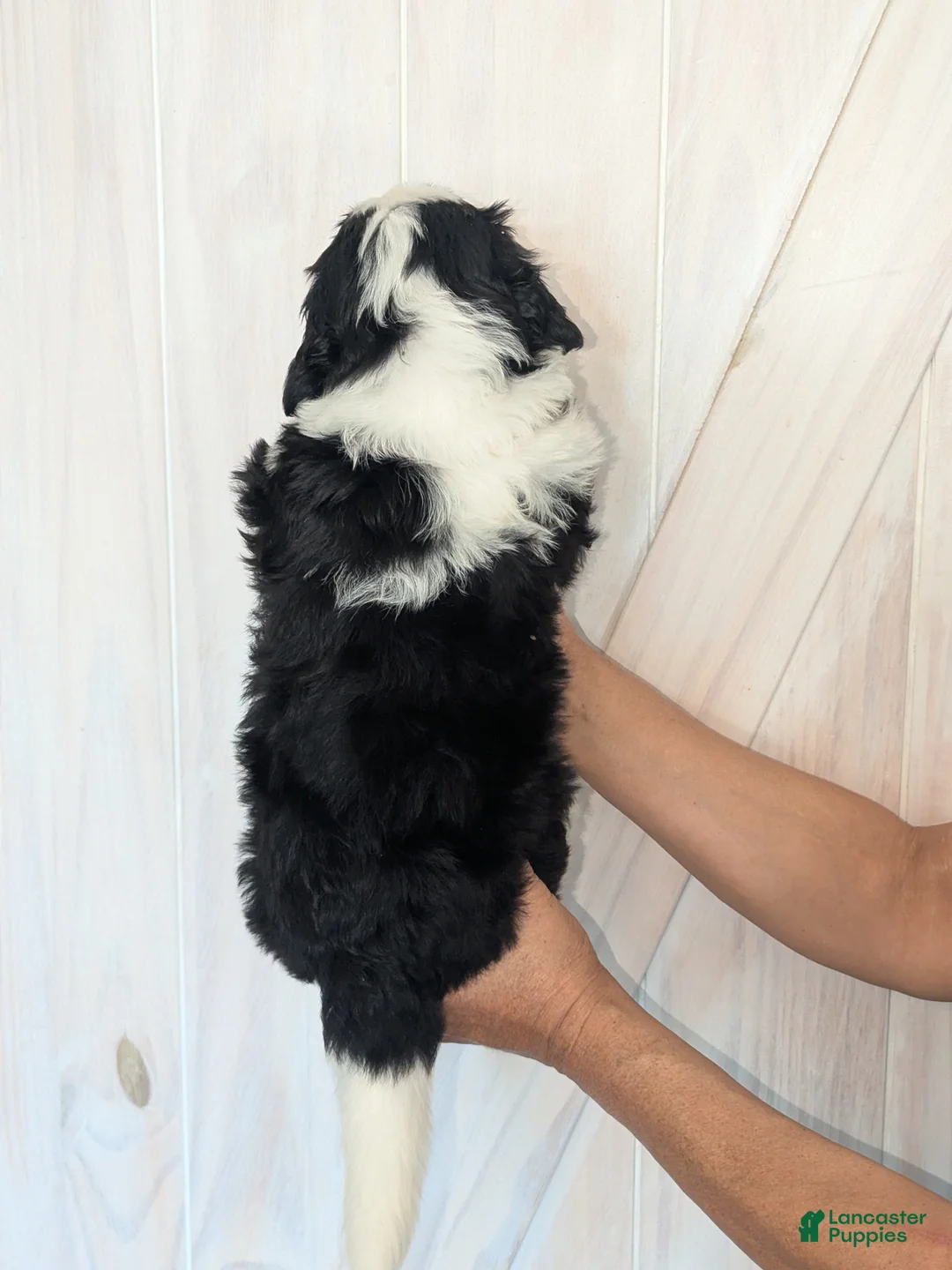 Mixed Breed dogs for sale: Lovelyn - Ad 2