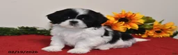 Shih Tzu dogs for sale: Sophie - Ad 4
