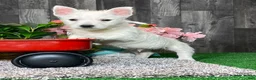 West Highland Terrier dogs for sale: Westin - Ad 3