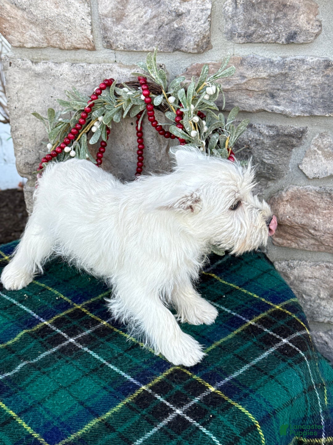 West Highland Terrier dogs for sale: Flower - Ad 4