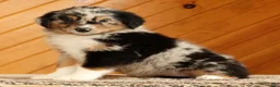 Australian Shepherd dogs for sale: Bella - Ad 3