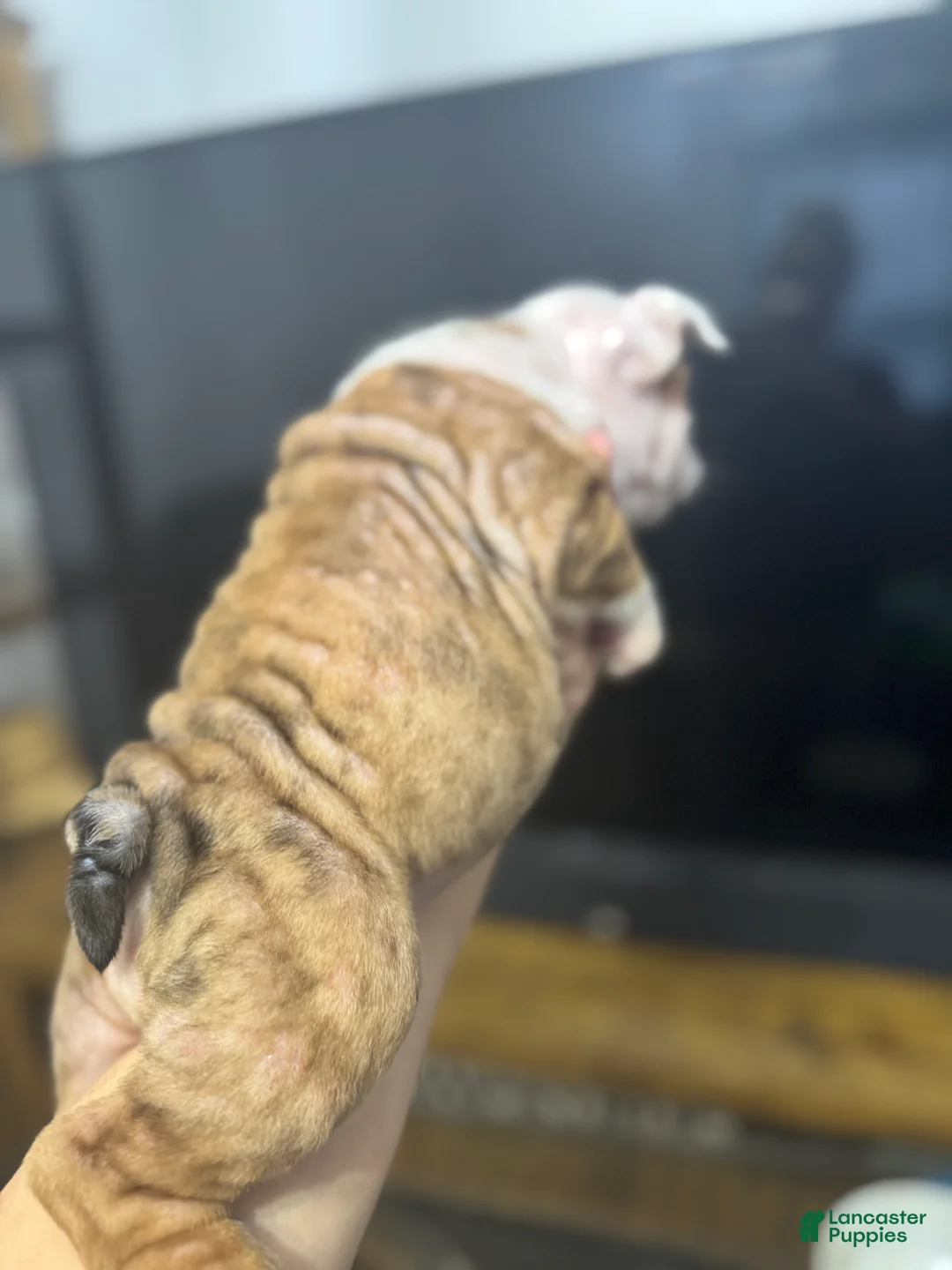 English Bulldog dogs for sale: English Bulldog Puppy 3 - Ad 2