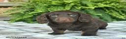 Miniature Dachshund dogs for sale: Owen  - Ad 5
