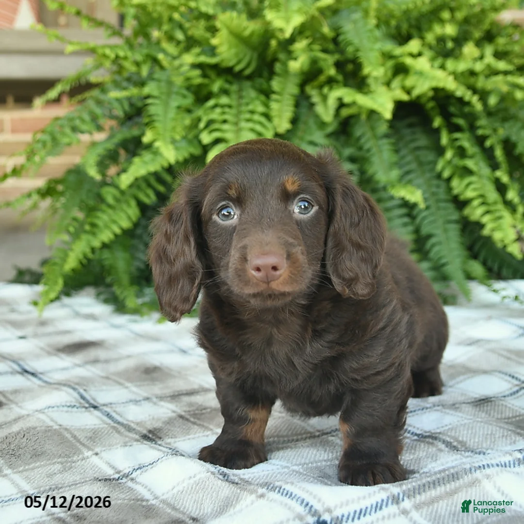 Miniature Dachshund dogs for sale: Owen  - Ad 5