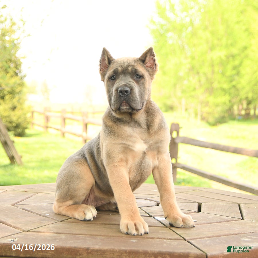 Cane Corso dogs Willow - Ad 2