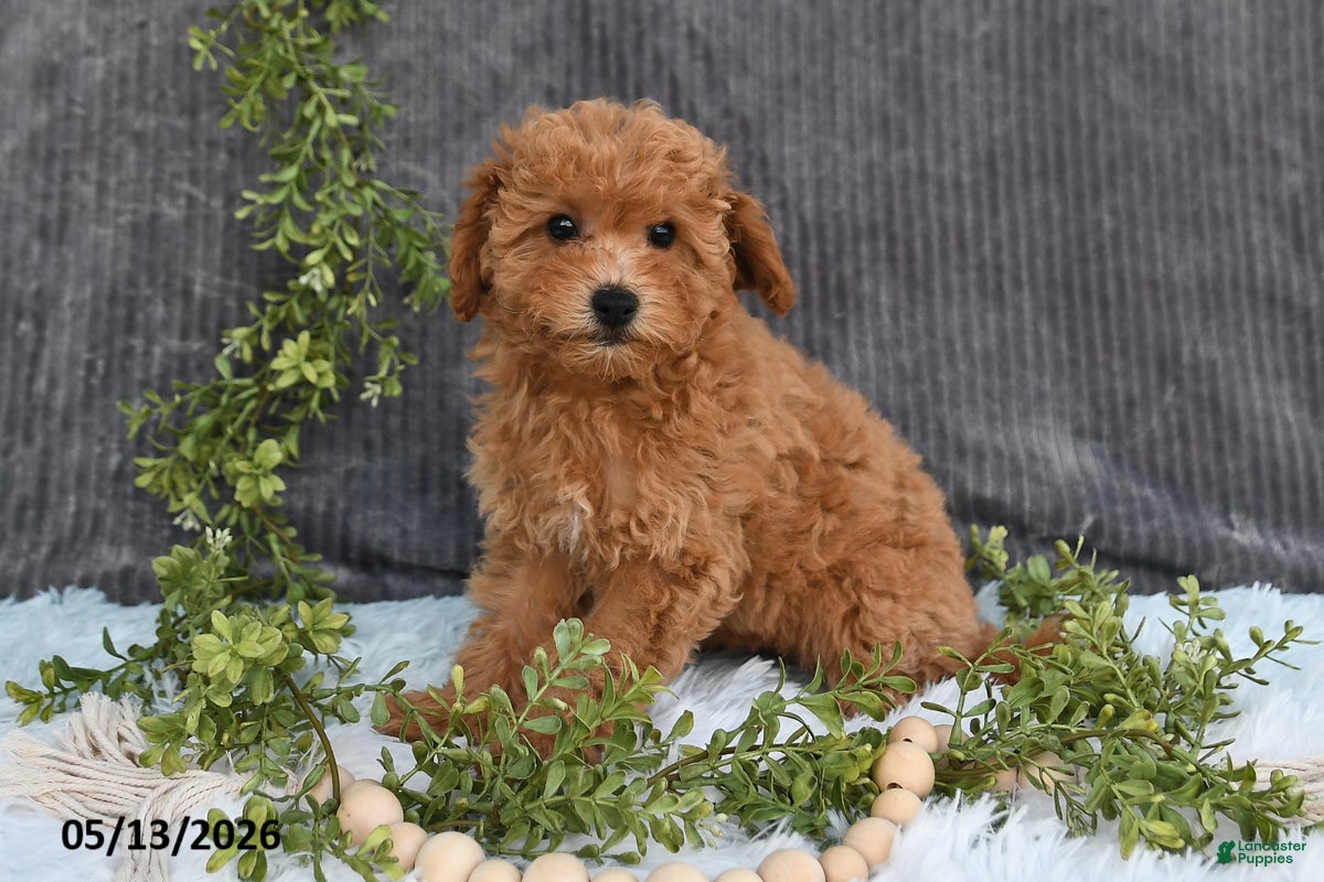 Bichpoo dogs Franci - Ad 1