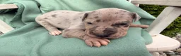 Great Dane dogs for sale: Onyx - Ad 2