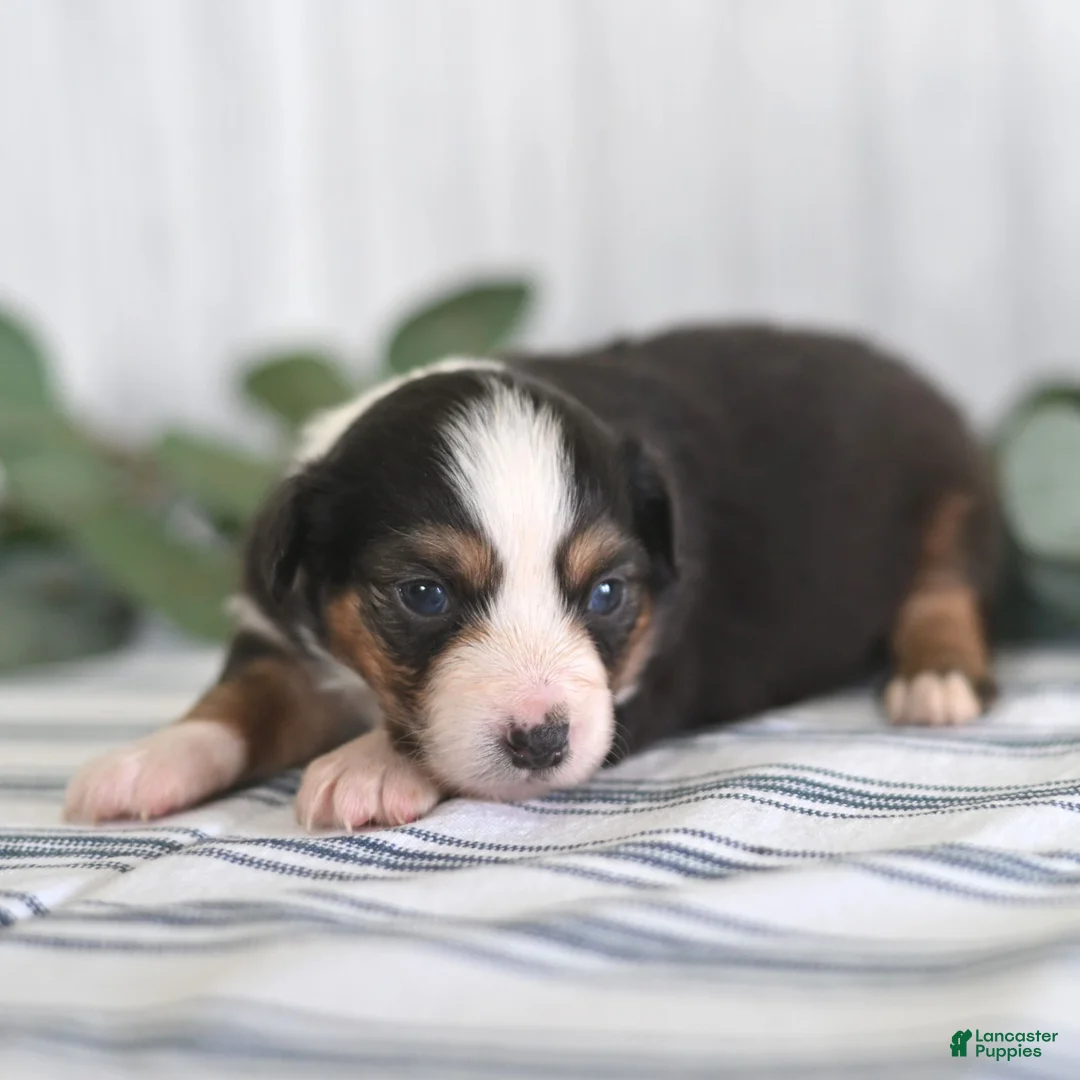 Miniature Australian Shepherd dogs for sale: Gracie  - Ad 1