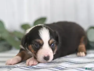 Miniature Australian Shepherd dogs Gracie - Ad 21