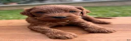 Irish Doodle dogs for sale: Olive - Ad 4