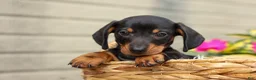 Miniature Dachshund dogs for sale: Houston🐾 - Ad 14