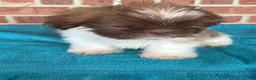 Shih Tzu dogs for sale: Shih Tzu 4 - Ad 6