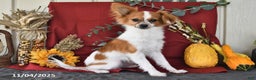 Papillon dogs for sale: Alex - Ad 1