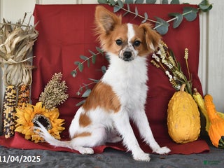 Papillon dogs Alex - Ad 4