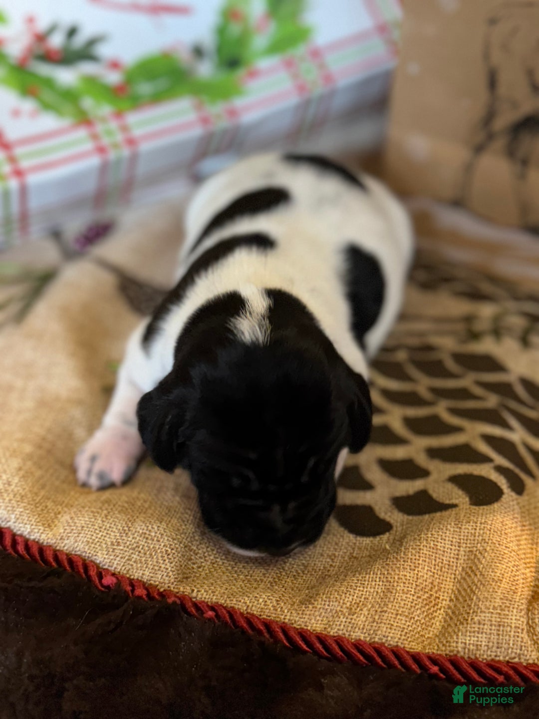 German Shorthaired Pointer dogs for sale: German Shorthaired Pointer Puppy 4 - Ad 2