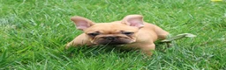 French Bulldog dogs for sale: Benji - Ad 5