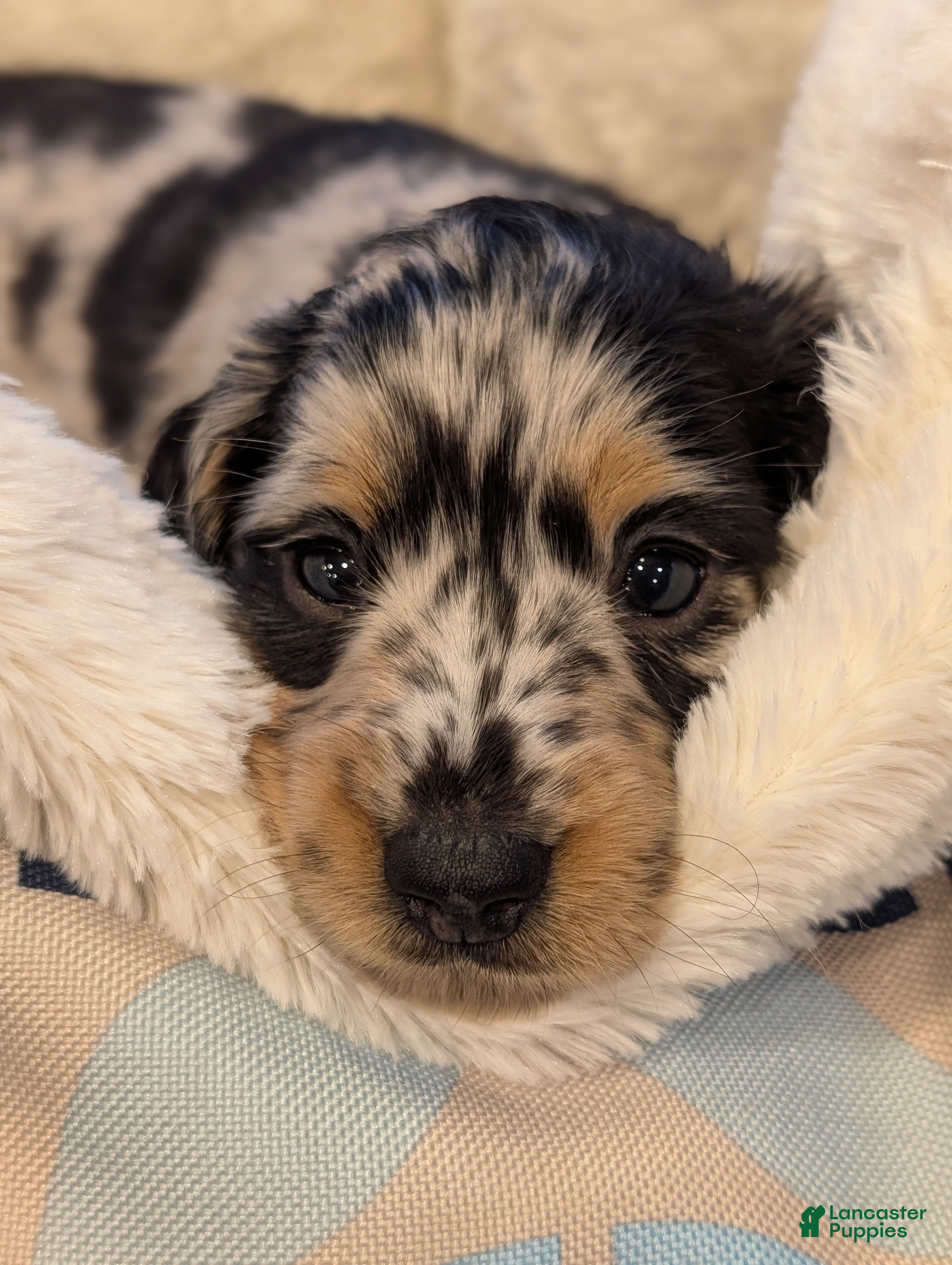 Miniature Dachshund dogs Oreo - Ad 1