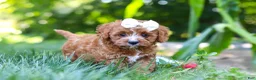 Cavapoo dogs for sale: Sky - Ad 14