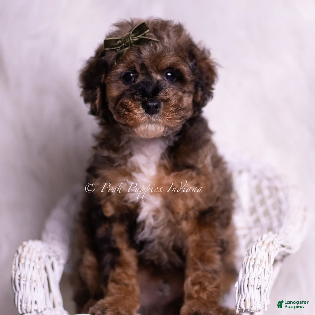 Toy Poodle dogs for sale: Vader - Ad 6