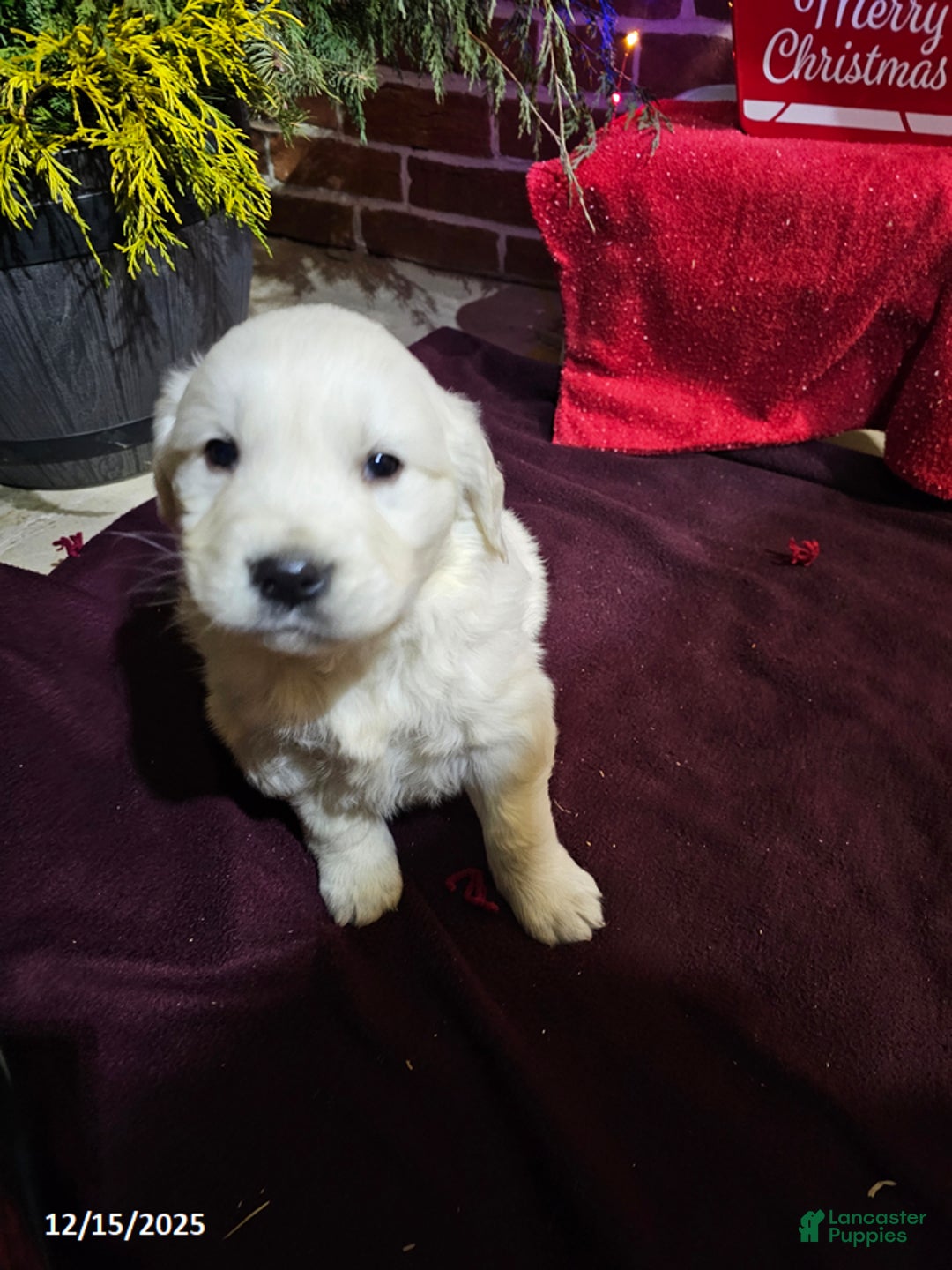 Golden Retriever dogs for sale: Kevin - Ad 3