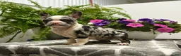 Boston Terrier dogs for sale: Gretchen - Ad 3