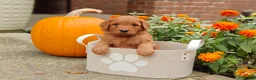 Goldendoodle dogs for sale: Chai - Ad 19