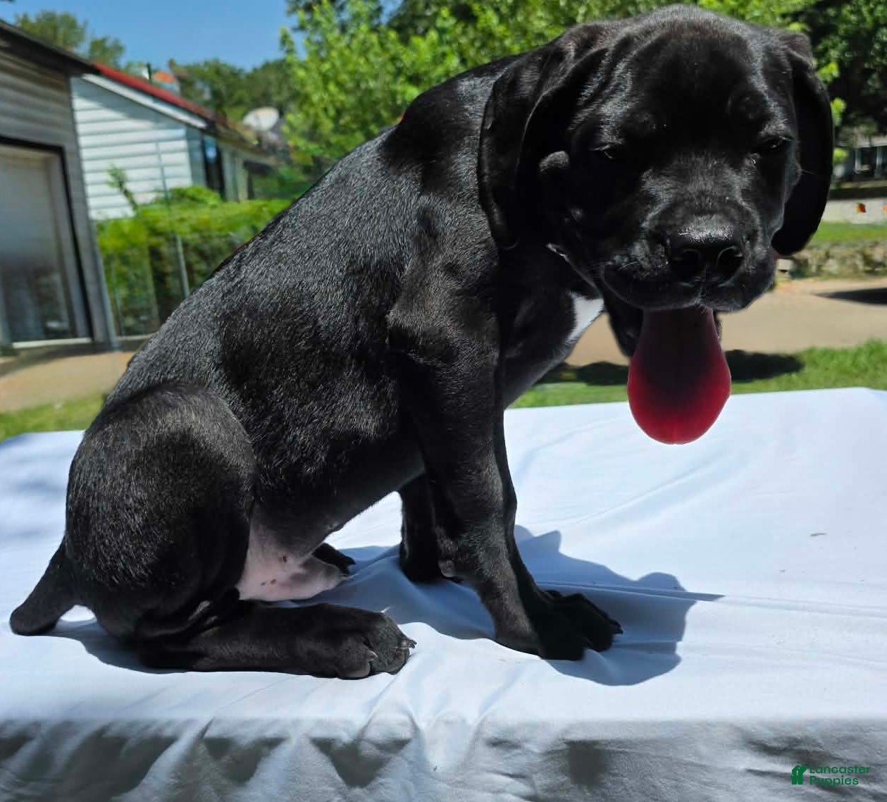 Cane Corso dogs for sale: Rufus AKC blue collar - Ad 1