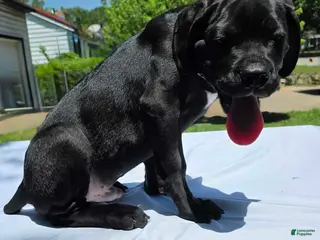 Cane Corso dogs Rufus AKC blue collar - Ad 29