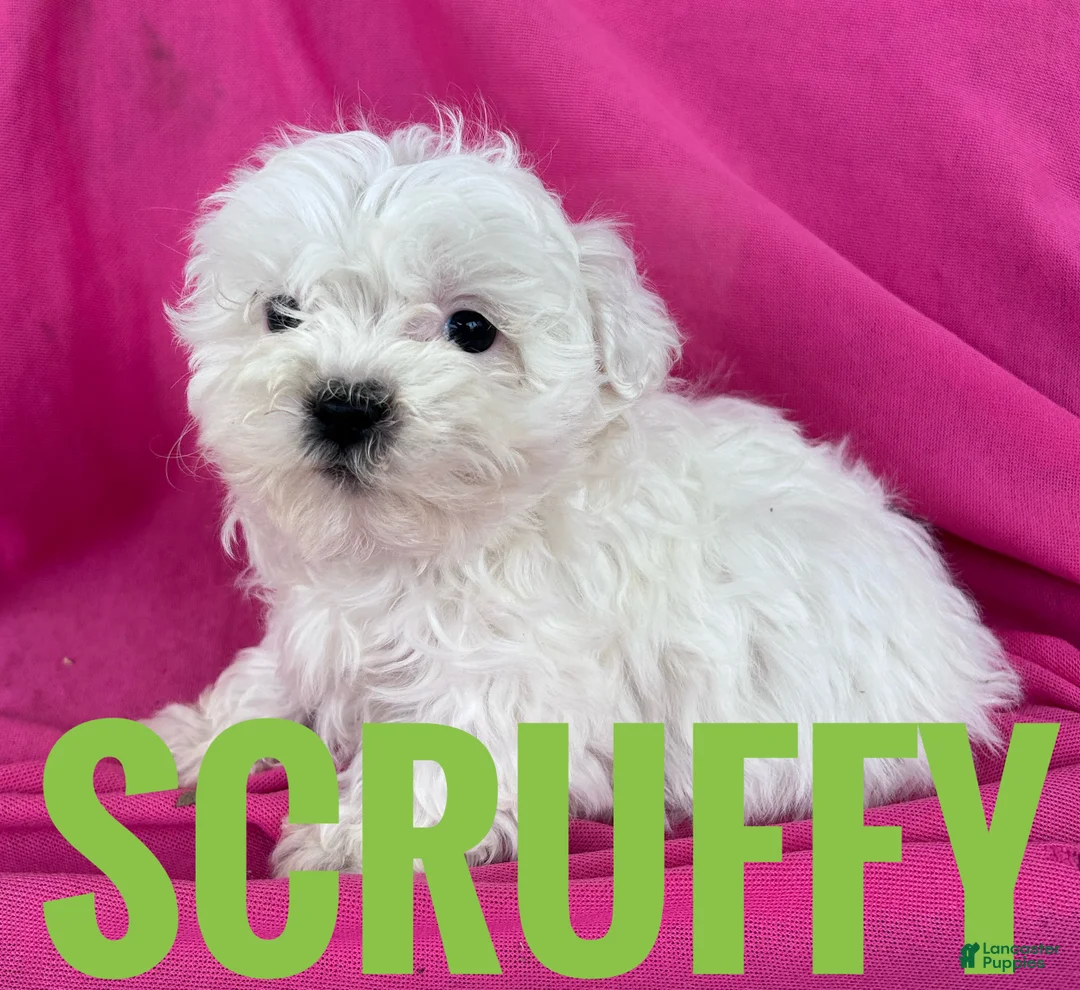 Shihpoo dogs for sale: SCRUFFY - Ad 1