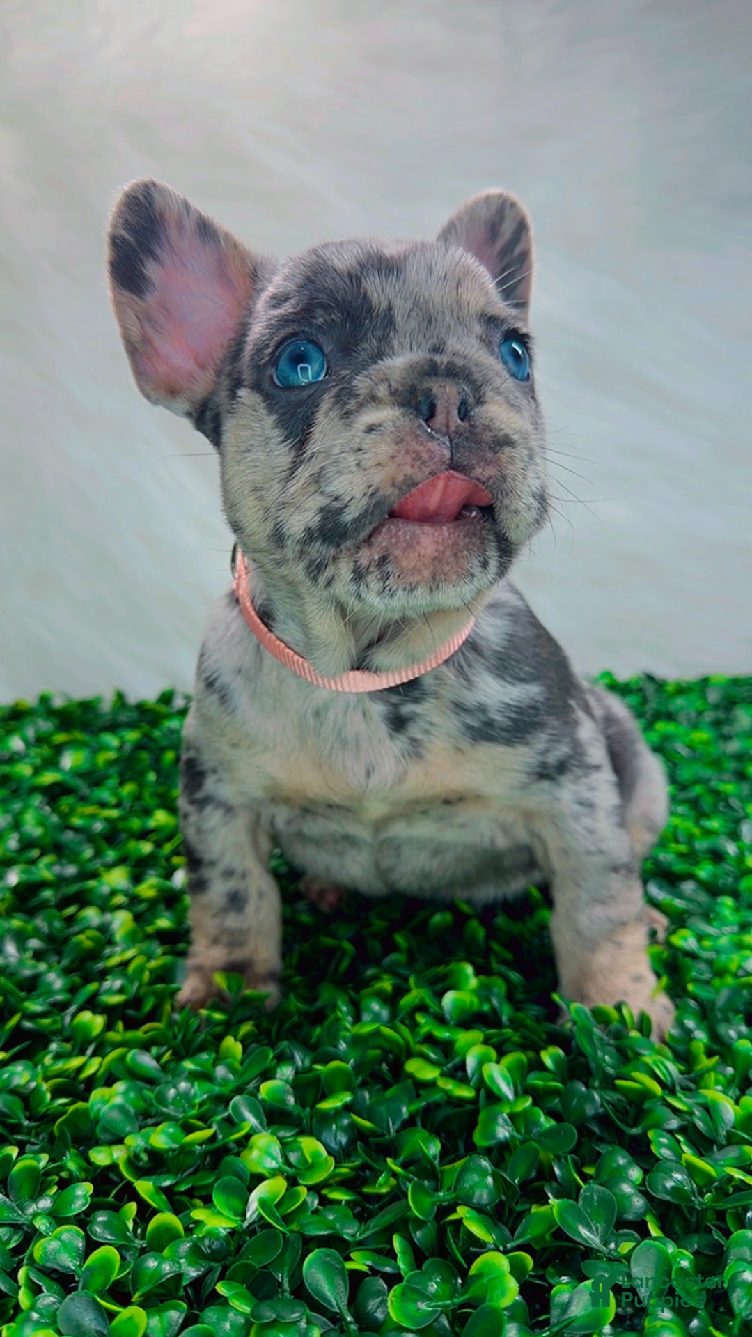 French Bulldog dogs for sale: ROSE - Ad 3