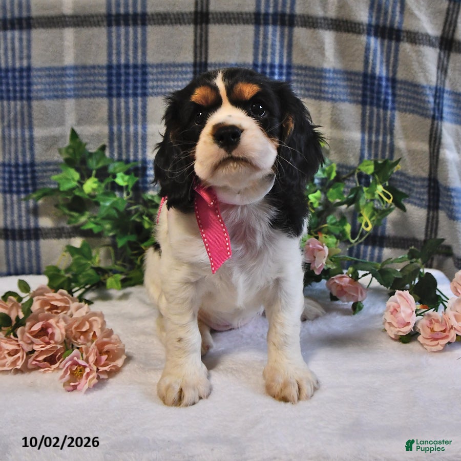 Cavalier King Charles Spaniel dogs Cassie   - Ad 1