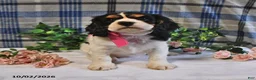Cavalier King Charles Spaniel dogs for sale: Cassie   - Ad 1