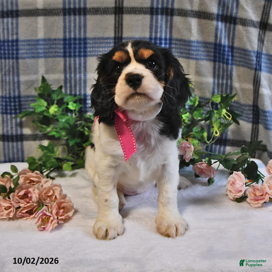 Cavalier King Charles Spaniel dogs for sale: Cassie   - Ad 1