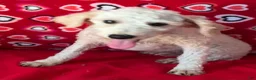 Toy Poodle dogs for sale: Mimi - Ad 12