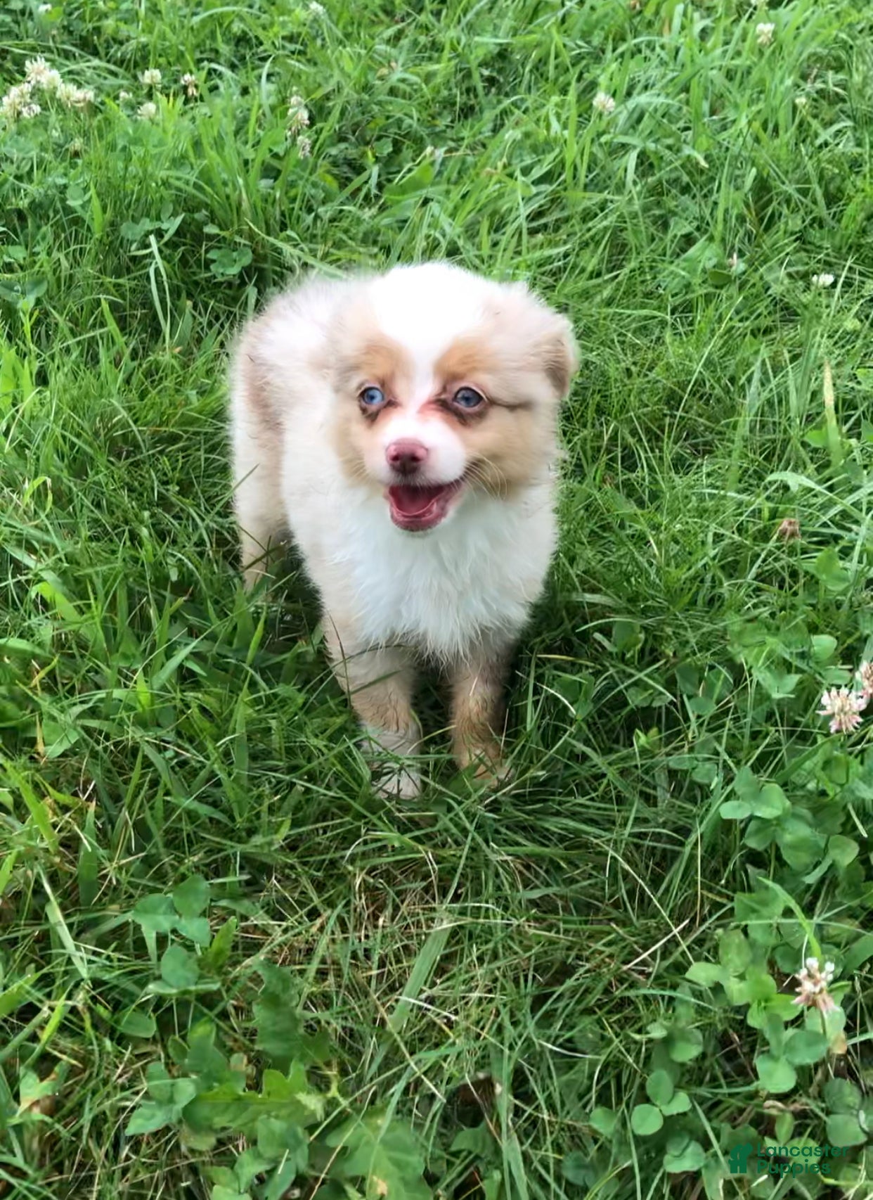 Toy Australian Shepherd dogs Akira - Ad 2