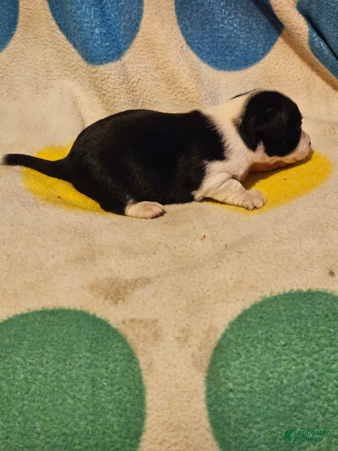 Chihuahua dogs for sale: Drew - Ad 2