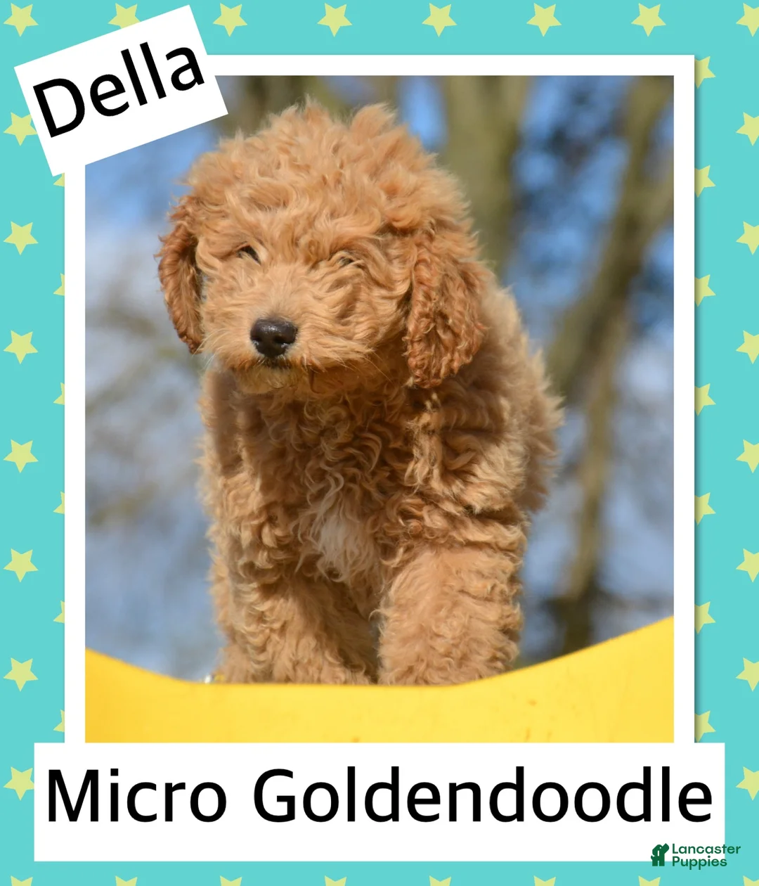 Mini Goldendoodle dogs for sale: Mini Goldendoodle Debbie - Ad 4
