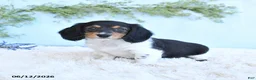 Miniature Dachshund dogs for sale: Krystal - Ad 3