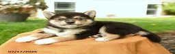 Shiba Inu dogs for sale: Chester - Ad 3