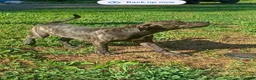 American Pit Bull Terrier dogs for sale: Girl 3 - Ad 5