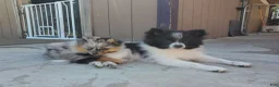 Pomeranian dogs for sale: Lucky - Ad 68