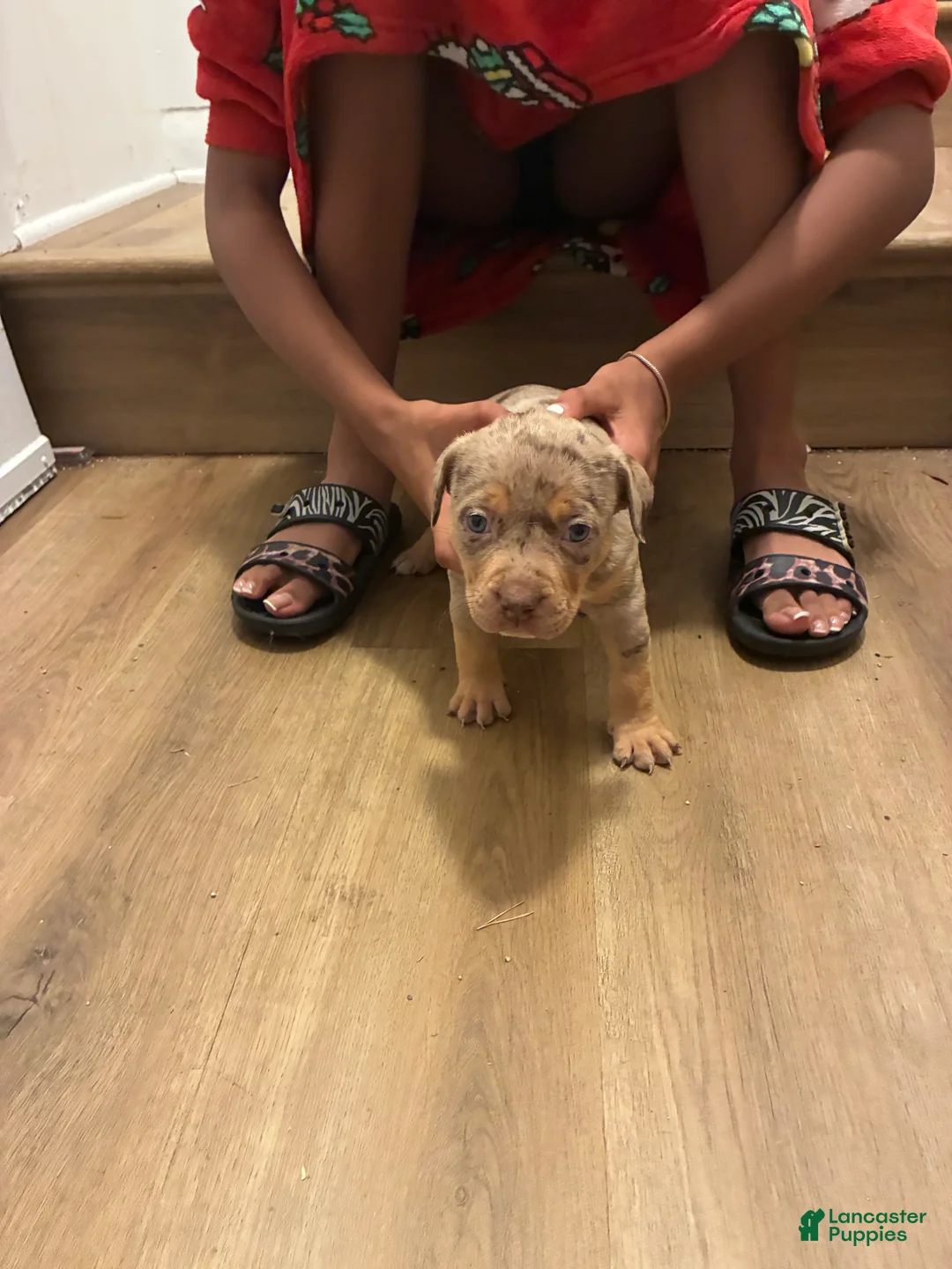 American Bully dogs for sale: American Bully 4 - Ad 1